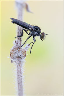 Holopogon nigripennis ♀ - Schmuck-Rabaukenfliege