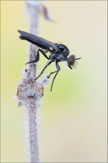 Holopogon nigripennis ♀ - Schmuck-Rabaukenfliege