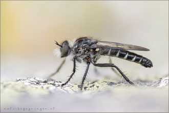 Cyrtopogon meyerduerii ♂ - Meyerdueri's Makelfliege