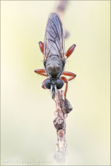 Choerades rufipes ♂ - Rotbeinige Mordfliege