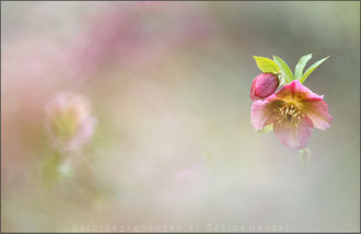 Schneerose (helleborus niger)