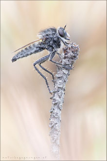 Dysmachus trigonus ♂ - Säbel-Raubfliege