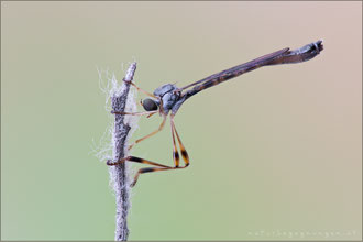 Leptogaster subtilis ♀ - Klöppel Schlankfliege