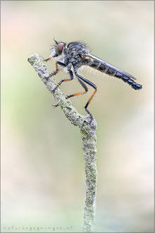 Neoitamus cf dasymallus ♂ 