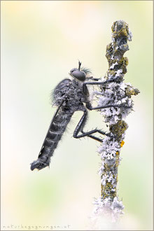 Machimus intermedius ♂ - Harpunen-Raubfliege