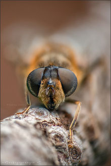 Scheinbienen-Keilfleckschwebfliege (Eristalis tenax)