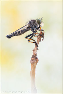 Neoitamus cothurnatus ♂ - Knoten-Strauchdieb 