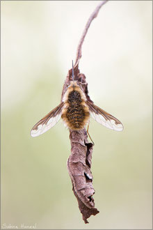 Großer Wollschweber (Bombylius major)