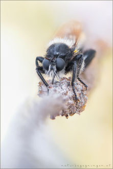 Laphria flava ♂ - Gelbe Mordfliege 