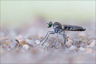 Stichopogon barbistrellus ♀