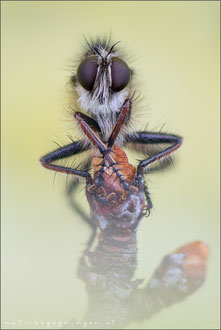 Erax barbatus ♂ - Frühlings-Raubfliege  