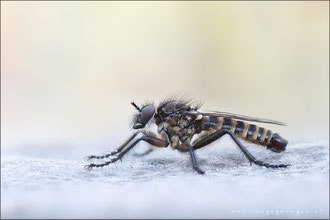 Lasiopogon bellardii ♂ - Bellardi's Grauwicht 