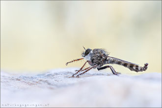 Tolmerus micans ♂ - Marmorierte Raubfliege  