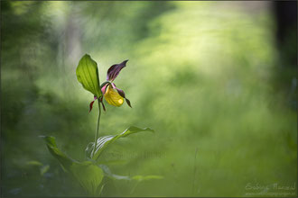 Gelber Frauenschuh (cypripedium calceolus)