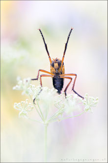 Molobratia teutonus - Kleine Wolfsfliege 