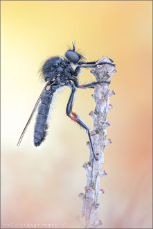 Leptarthrus brevirostris ♂ - Echte Schneidenfliege