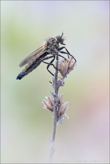 Dysmachus bifurcus ♀