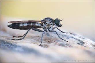 Stichopogon albofasciatus ♀ - Großer Sandwicht
