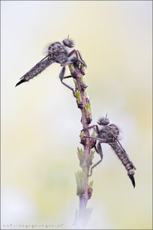 Erax barbatus ♀+♀ - Frühlings-Raubfliege  