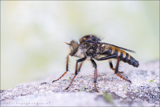 Cyrtopogon ruficornis ♀ - Große Makelfliege 