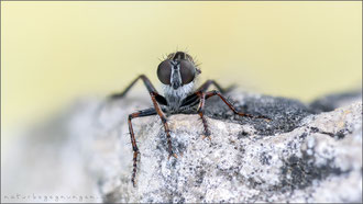 Tolmerus micans ♀ - Marmorierte Raubfliege  