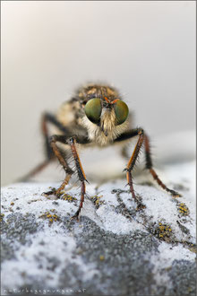 Cyrtopogon ruficornis ♀ - Große Makelfliege 
