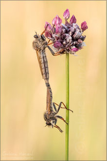 Echthistus rufinervis ♀ + ♂ - Berserkerfliegen  