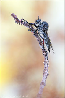 Leptarthrus brevirostris ♀ - Echte Schneidenfliege
