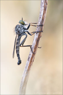 Neoitamus socius ♂ - Kleiner Strauchdieb