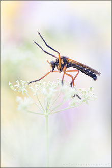 Molobratia teutonus - Kleine Wolfsfliege 