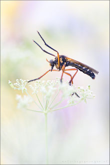 Molobratia teutonus - Kleine Wolfsfliege 