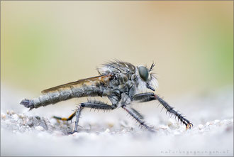 Machimus gonatistes ♂ - Östliche Raubfliege