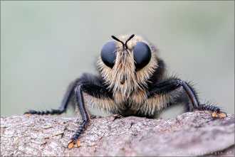 Laphria gibbosa ♂ - Große Mordfliege  