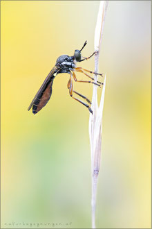 Dioctria hyalipennis  ♀ - Gemeine Habichtsfliege 