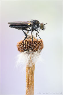 Holopogon fumipennis ♀ - Braune Rabaukenfliege