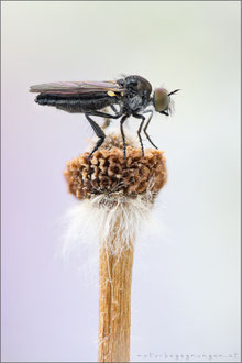 Holopogon fumipennis ♀ - Braune Rabaukenfliege
