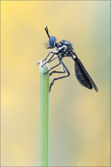 Dioctria harcyniae ♀ - Wimpern Habichtsfliege