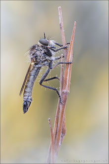 Dysmachus bifurcus ♂