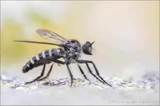 Cyrtopogon meyerduerii ♀ - Meyerdueri's Makelfliege