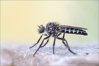 Cyrtopogon fulvicornis ♀ - Nachtwächter-Makelfliege