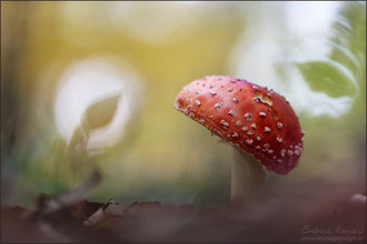 Fliegenpilz (amanita muscaria)