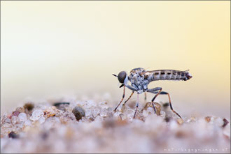 Stichopogon elegantulus ♂ - Kleiner Sandwicht