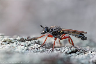 Choerades rufipes ♂ - Rotbeinige Mordfliege  