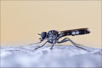 Stichopogon albofasciatus ♂ - Großer Sandwicht