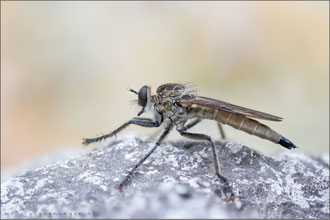Philonicus albiceps ♀ - Sand-Raubfliege