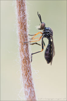 Dioctria longicornis ♀ - Kleine Habichtsfliege