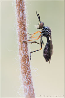 Dioctria longicornis ♀ - Kleine Habichtsfliege