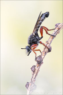 Choerades rufipes ♂ - Rotbeinige Mordfliege