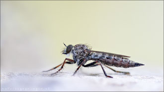 Tolmerus micans ♀ - Marmorierte Raubfliege  