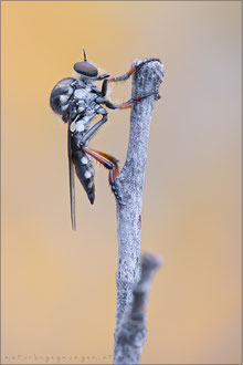 Leptarthrus vitripennis ♀ - Falsche Schneidenfliege